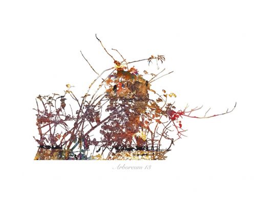 Fotografia de Albert Cuevas - Galeria Fotografica: ARBOREUM - Foto: 