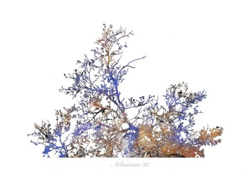 Fotografia de Albert Cuevas - Galeria Fotografica: ARBOREUM - Foto: 