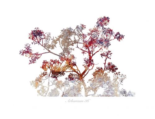 Fotografia de Albert Cuevas - Galeria Fotografica: ARBOREUM - Foto: 