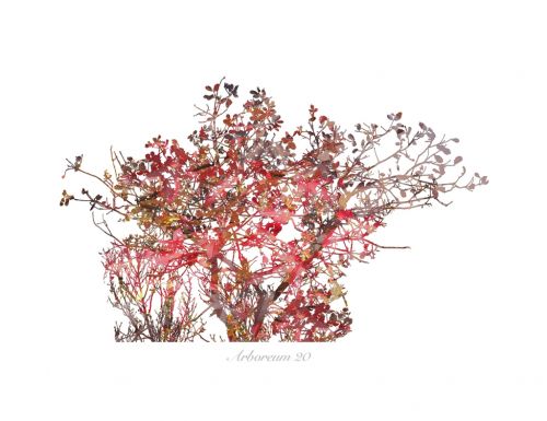 Fotografia de Albert Cuevas - Galeria Fotografica: ARBOREUM - Foto: 