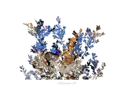 Fotografia de Albert Cuevas - Galeria Fotografica: ARBOREUM - Foto: 