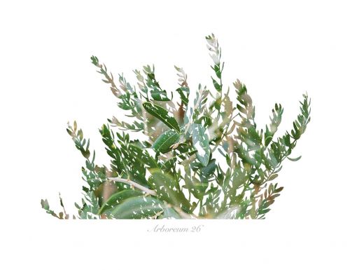 Fotografia de Albert Cuevas - Galeria Fotografica: ARBOREUM - Foto: 