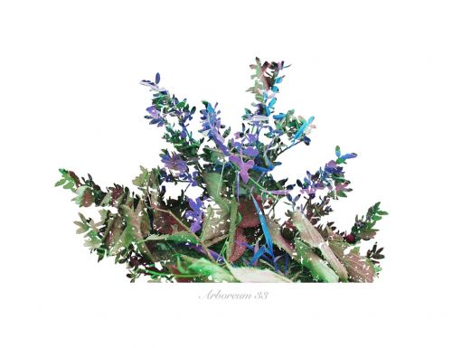 Fotografia de Albert Cuevas - Galeria Fotografica: ARBOREUM - Foto: 