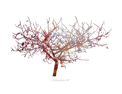 Fotografia de Albert Cuevas - Galeria Fotografica: ARBOREUM - Foto: 