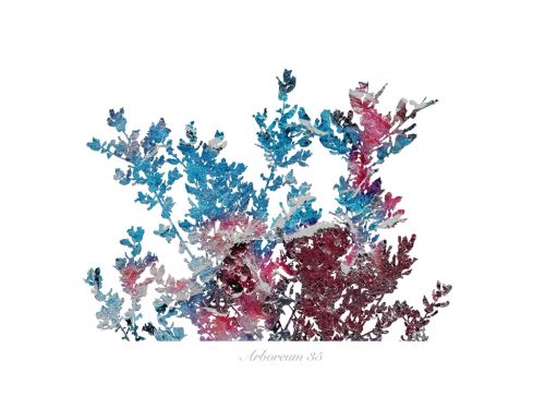 Fotografia de Albert Cuevas - Galeria Fotografica: ARBOREUM - Foto: 