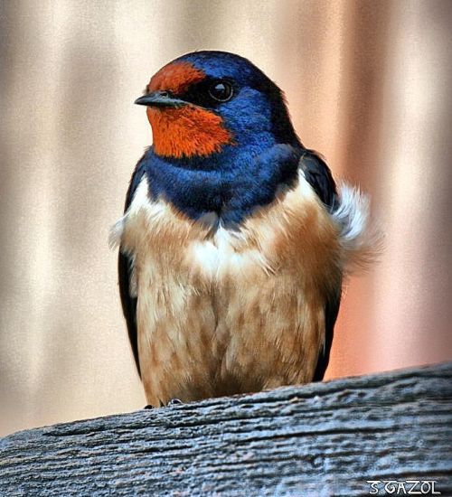Fotografia de Chany46 - Galeria Fotografica: FOTOSSG - Foto: 