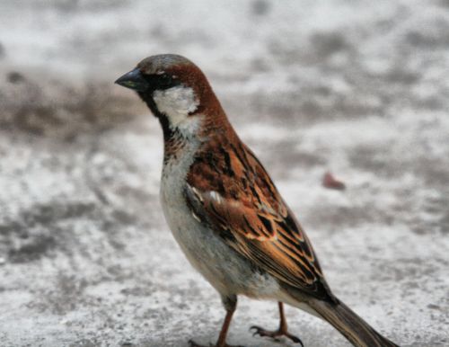 Fotografia de Chany46 - Galeria Fotografica: FOTOSSG - Foto: 