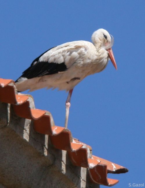 Fotografia de Chany46 - Galeria Fotografica: FOTOSSG - Foto: 