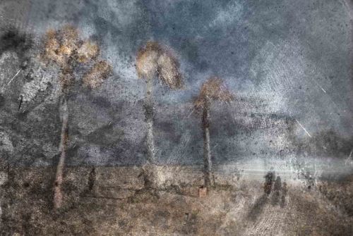 Fotografia de Pere Pascual - Galeria Fotografica: Palmeras - Foto: 