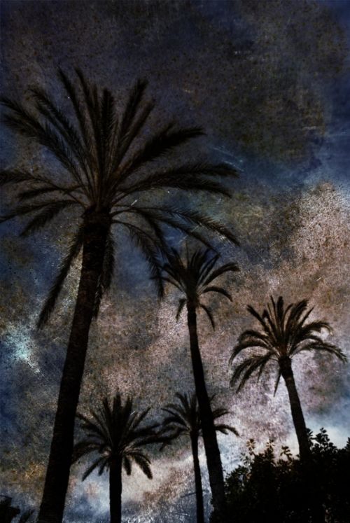 Fotografia de Pere Pascual - Galeria Fotografica: Palmeras - Foto: 