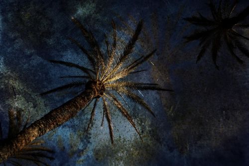 Fotografia de Pere Pascual - Galeria Fotografica: Palmeras - Foto: 