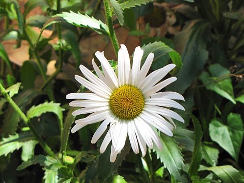 Fotografia de EL TALLER GRAFICO DE FABIAN - Galeria Fotografica: VARIAS - Foto: 