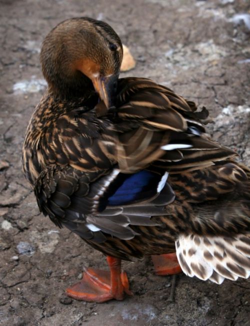Fotografia de Chany46 - Galeria Fotografica: FOTOSSG - Foto: 