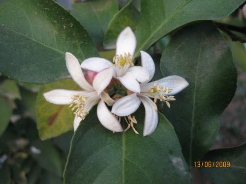 Fotografia de Salgado - Galeria Fotografica: galera - Foto: Azahares en otoo