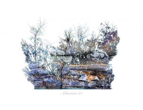 Fotografia de Albert Cuevas - Galeria Fotografica: ARBOREUM - Foto: 