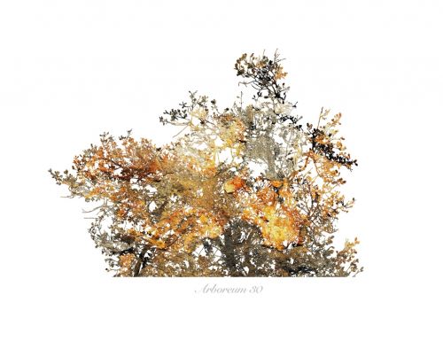 Fotografia de Albert Cuevas - Galeria Fotografica: ARBOREUM - Foto: 