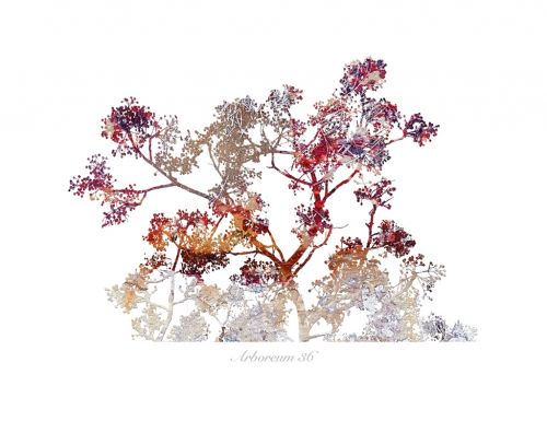 Fotografia de Albert Cuevas - Galeria Fotografica: ARBOREUM - Foto: 