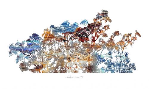 Fotografia de Albert Cuevas - Galeria Fotografica: ARBOREUM - Foto: 