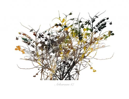 Fotografia de Albert Cuevas - Galeria Fotografica: ARBOREUM - Foto: 