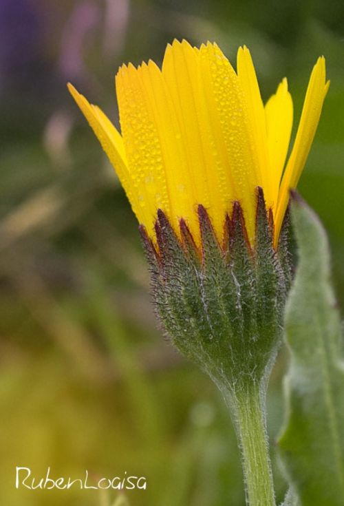 Fotografia de ruben - Galeria Fotografica: DETALLES - Foto: 