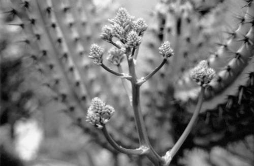 Fotografia de jebus - Galeria Fotografica: serie rollo b/n - Foto: 