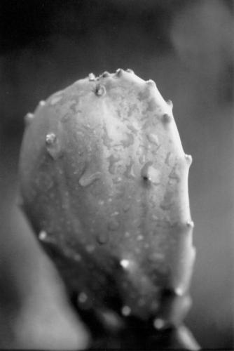 Fotografia de jebus - Galeria Fotografica: serie rollo b/n - Foto: 