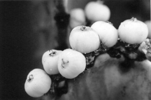 Fotografia de jebus - Galeria Fotografica: serie rollo b/n - Foto: 