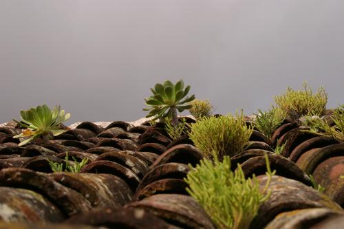 Fotografia de Pedro Mart�n - Galeria Fotografica: VIDA EN LOS TEJADOS - Foto: 