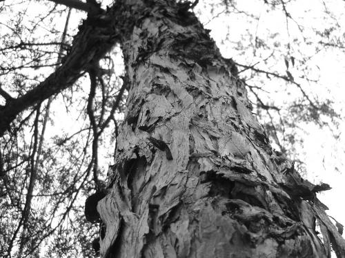 Fotografia de diablogris - Galeria Fotografica: Varias - Foto: Vejez I