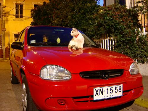 Fotografia de diablogris - Galeria Fotografica: Varias - Foto: Cucho