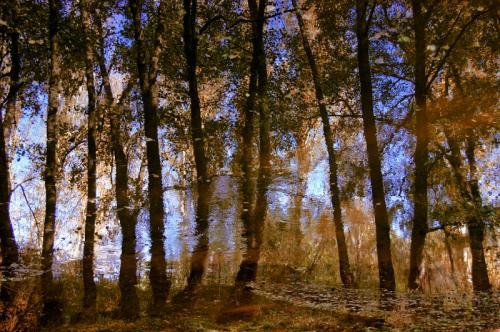 Fotografia de Jos� Luis - Galeria Fotografica: �rboles - Foto: 0071