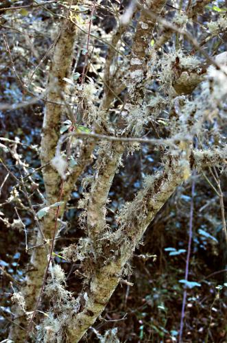 Fotografia de Jos� Luis - Galeria Fotografica: �rboles - Foto: 0033