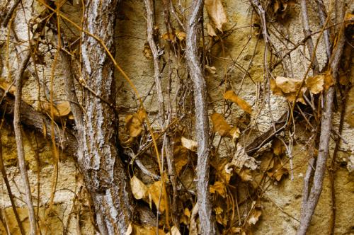 Fotografia de Jos� Luis - Galeria Fotografica: �rboles - Foto: 0084