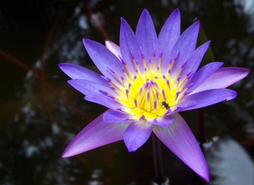 Fotografia de ryu - Galeria Fotografica: Vietnam - Foto: Flor de Vietnam