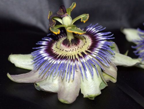 Fotografia de Chany46 - Galeria Fotografica: FOTOSSG - Foto: 