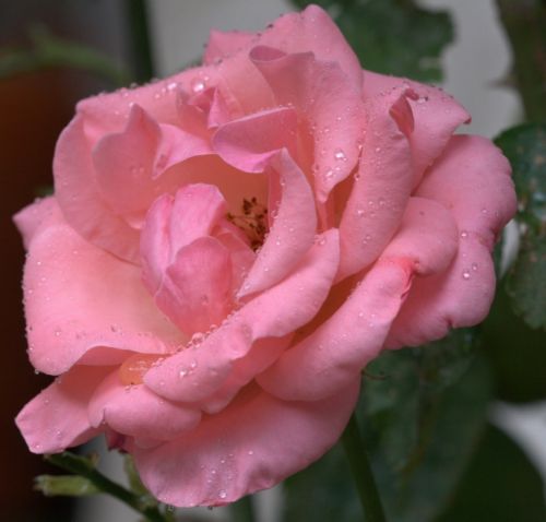 Fotografia de Chany46 - Galeria Fotografica: FOTOSSG - Foto: 