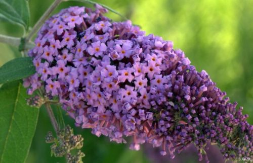 Fotografia de Chany46 - Galeria Fotografica: FOTOSSG - Foto: 