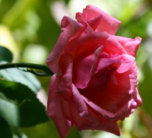 Fotografia de Chany46 - Galeria Fotografica: FOTOSSG - Foto: 