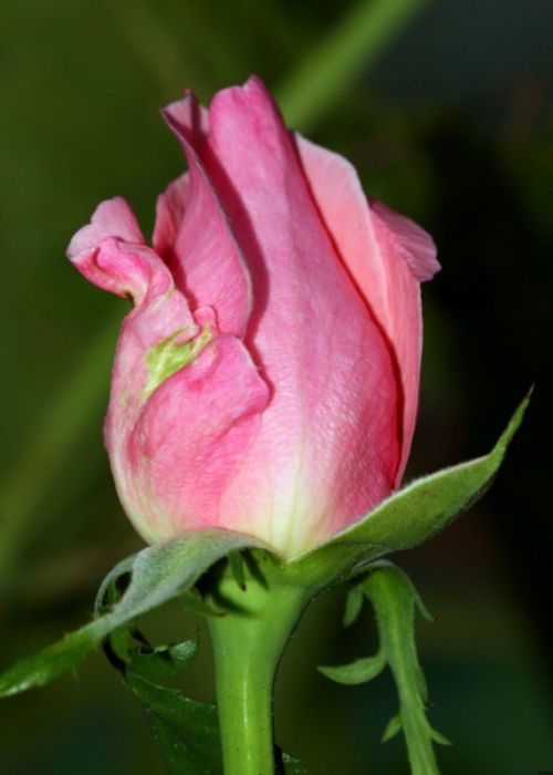 Fotografia de Chany46 - Galeria Fotografica: FOTOSSG - Foto: 