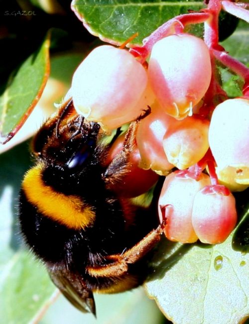 Fotografia de Chany46 - Galeria Fotografica: FOTOSSG - Foto: 