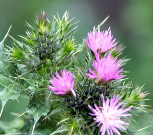 Fotografia de Chany46 - Galeria Fotografica: FOTOSSG - Foto: 