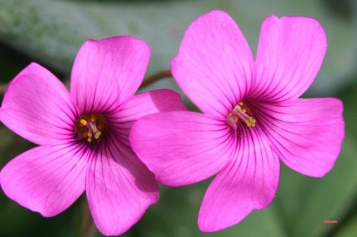 Fotografia de Chany46 - Galeria Fotografica: FOTOSSG - Foto: 