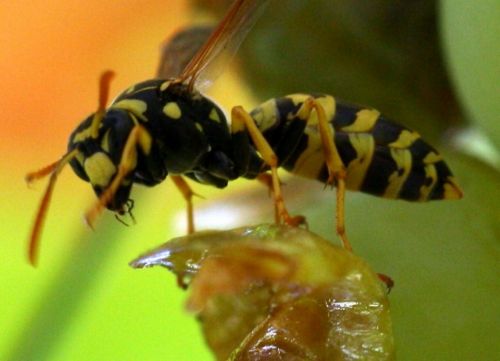 Fotografia de Chany46 - Galeria Fotografica: FOTOSSG - Foto: 