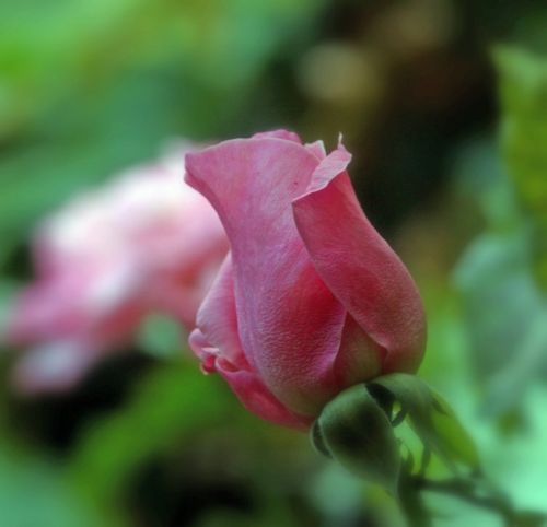 Fotografia de Chany46 - Galeria Fotografica: FOTOSSG - Foto: 
