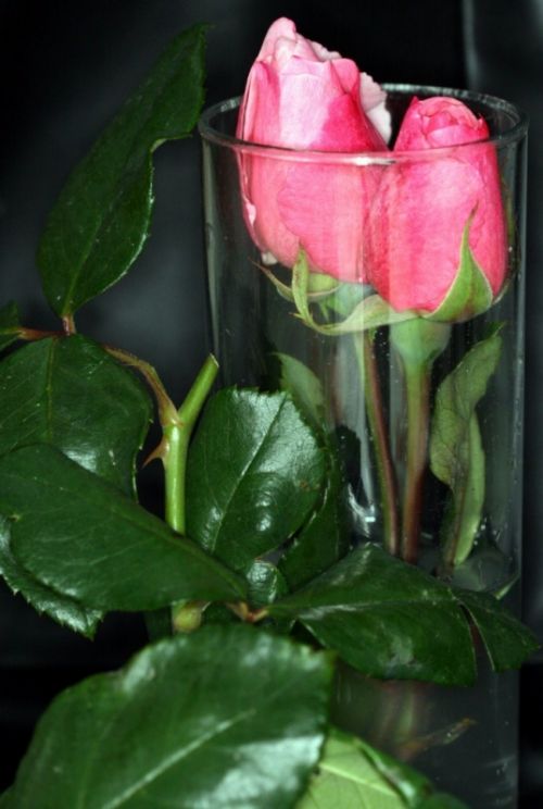 Fotografia de Chany46 - Galeria Fotografica: FOTOSSG - Foto: 