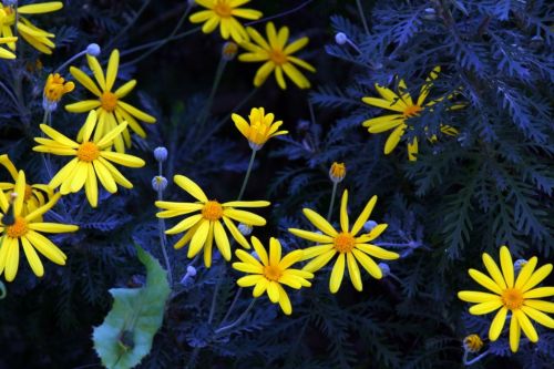 Fotografia de Chany46 - Galeria Fotografica: FOTOSSG - Foto: 
