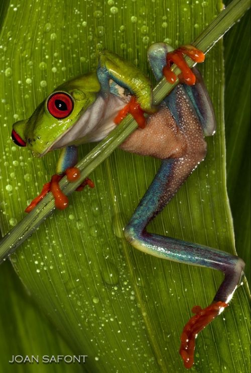 Fotografia de safonts - Galeria Fotografica: Macros - Foto: Verdes