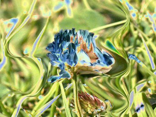 Fotografia de jose m - Galeria Fotografica: color - Foto: FLORES