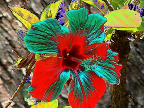 Fotografia de jose m - Galeria Fotografica: color - Foto: 