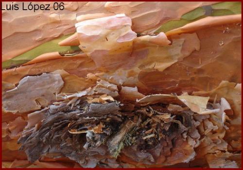 Fotografia de Luis Lpez - Galeria Fotografica: DETALLES DEL EXTERIOR - Foto: SEMPERE